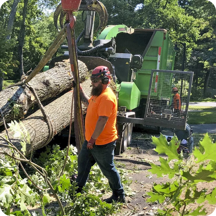 Iron Tree Massachusetts Tree Removal