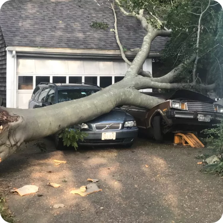 emergency tree removal storm damage