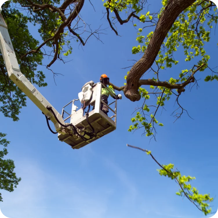 iron tree pruning cabling maintenance