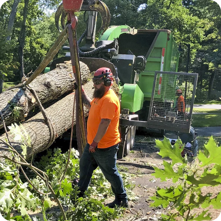 True Guardian Tree Services Shrub Pruning