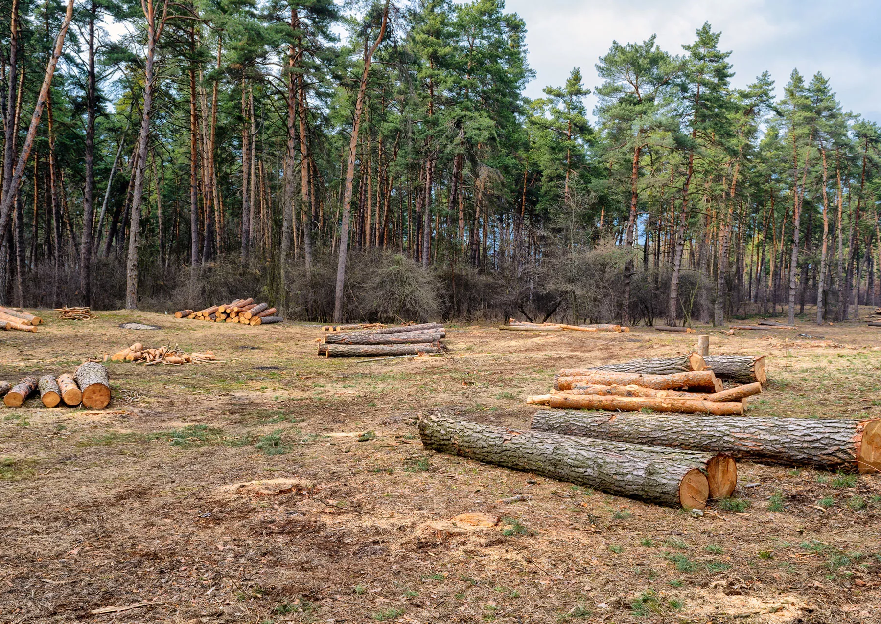 Read more about the article Land Clearing
