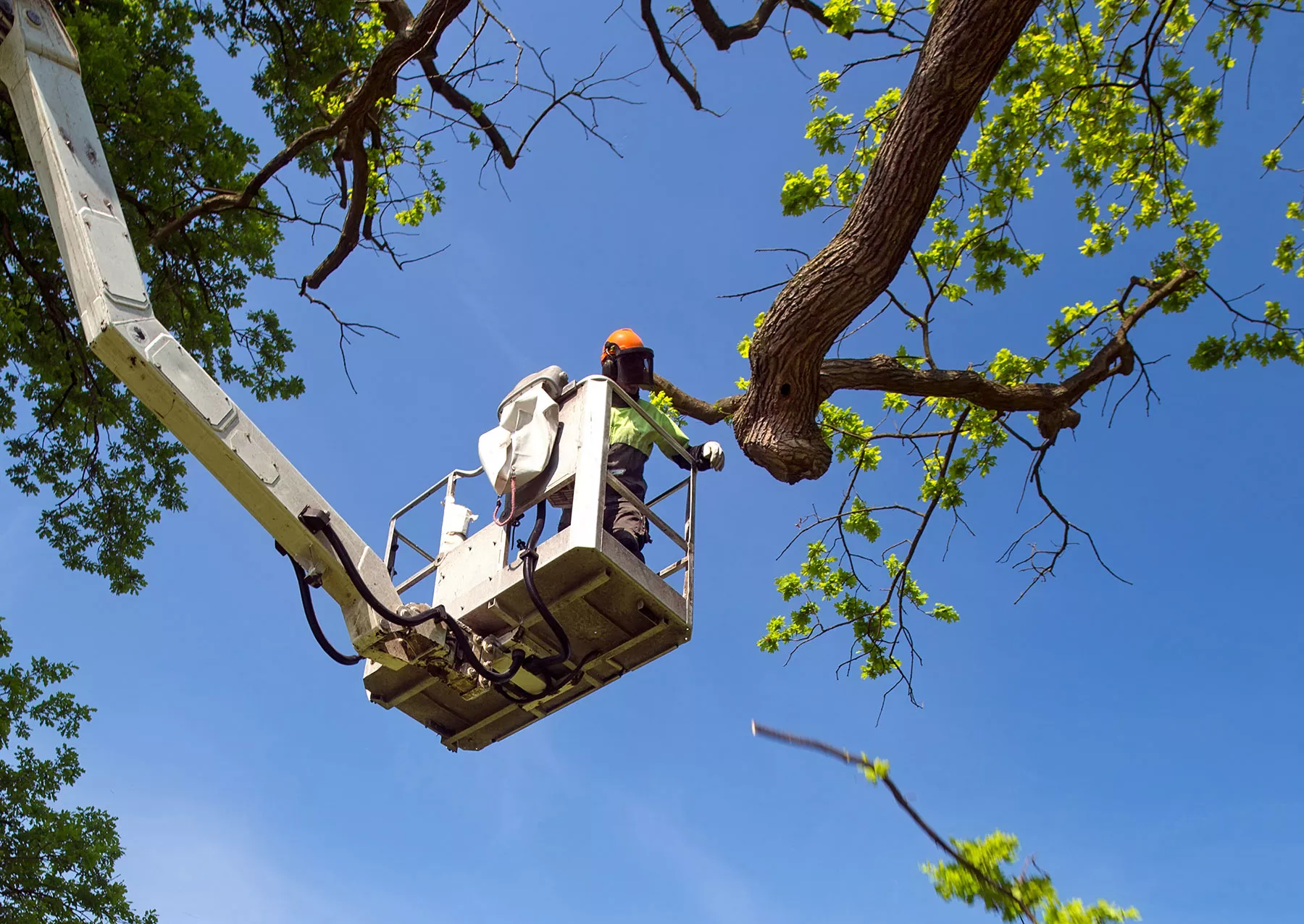 Read more about the article Tree Maintenance