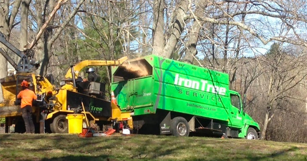 Iron Tree Service for Donated Work on Arbor Day