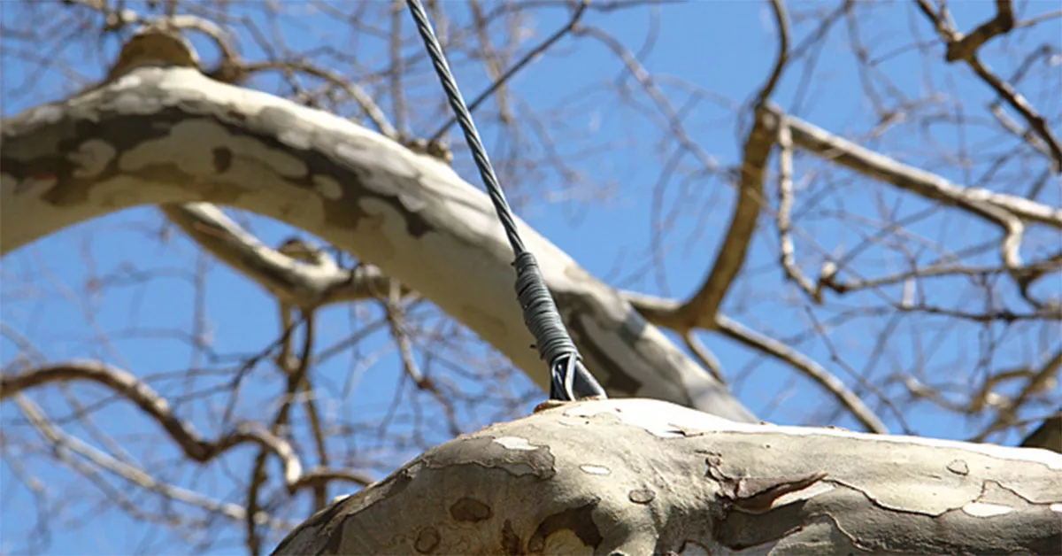 4 Cabling Trees and Bracing Support Systems for Maintaining Tree Health
