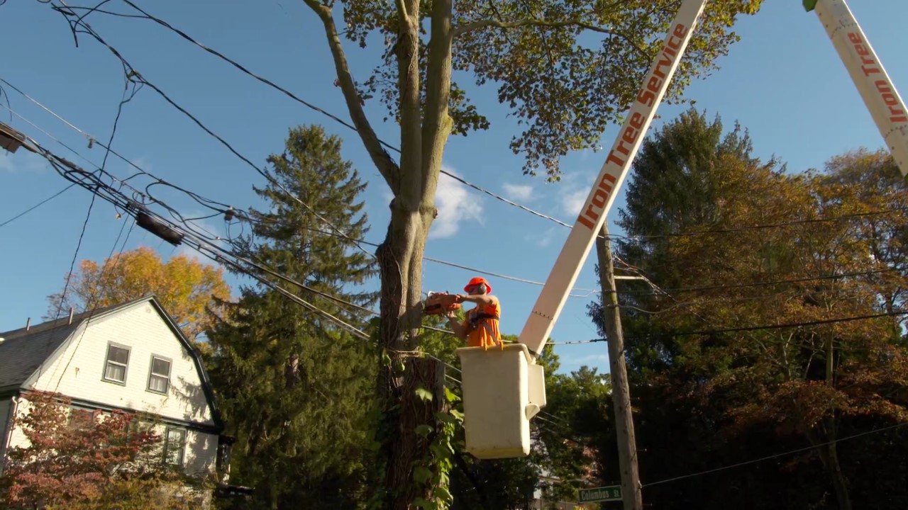 Iron Tree Removes an Old Norway Maple Tree in Newton, MA