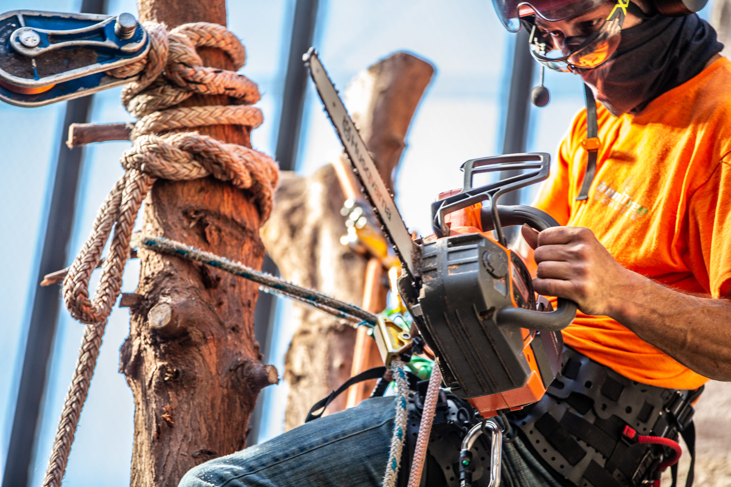 Safety First: Why Choosing the Right Tree Service Company Is So Crucial